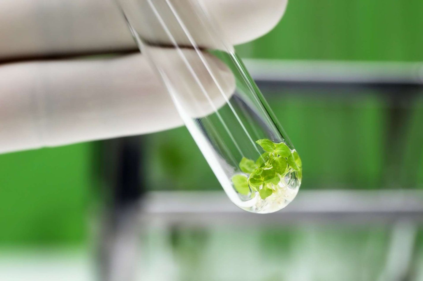What are Micro element and Macro element?