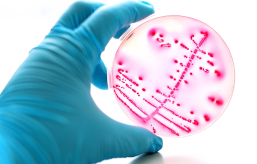 Dehydrated culture media(DCM) for microbial growth