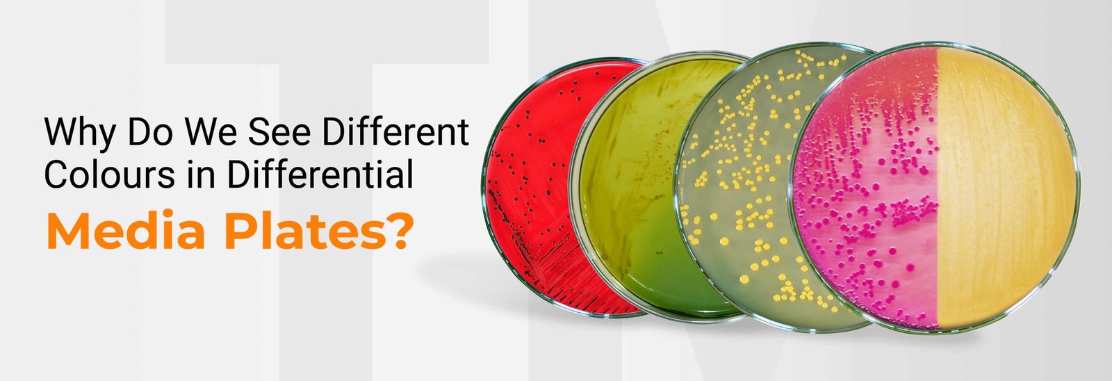 Why Do We See Different Colours in Differential Media Plates?