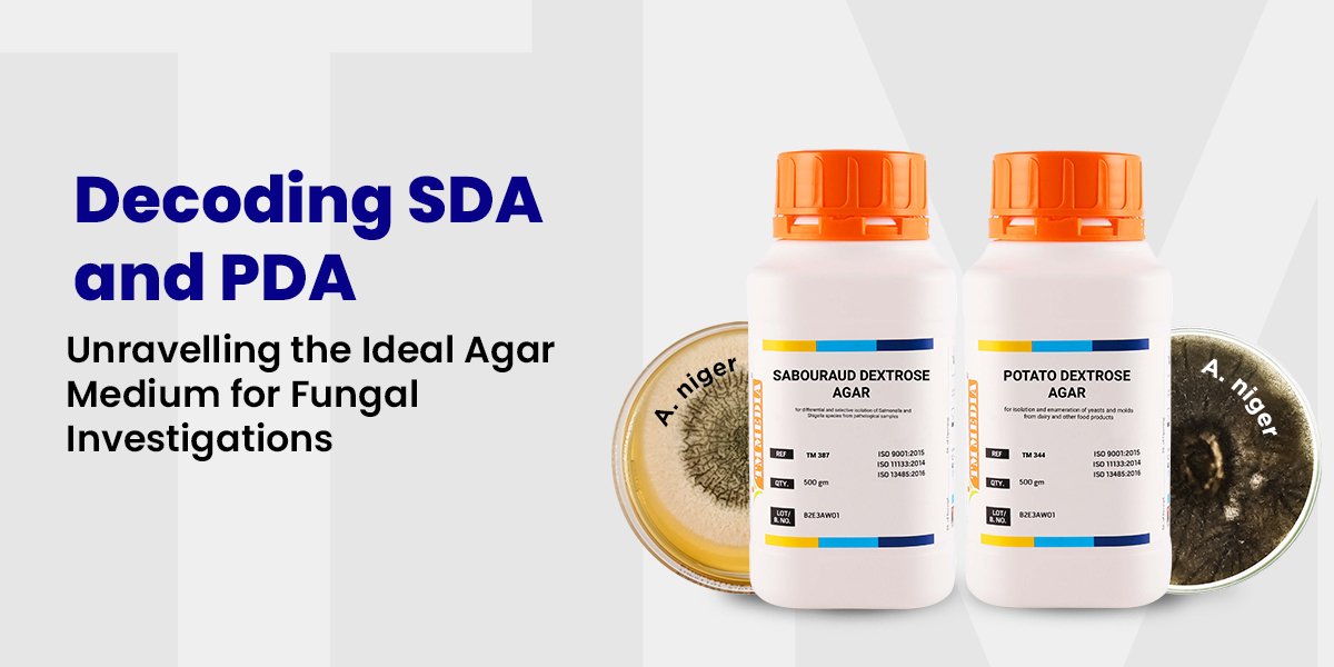 Decoding SDA and PDA: Unravelling the Ideal Agar Medium for Fungal Investigations