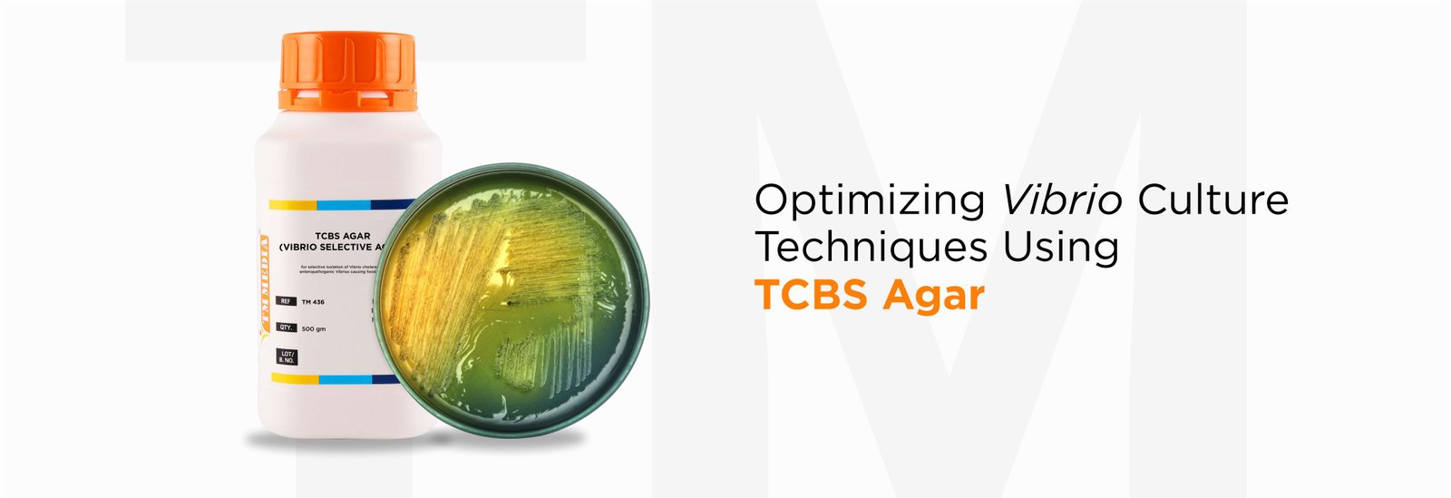 Optimizing Vibrio Culture Techniques Using TCBS Agar (TM 436)