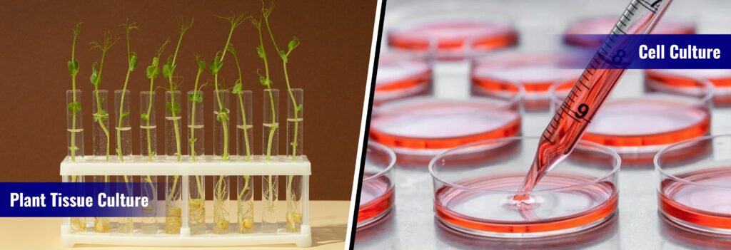tissue culture