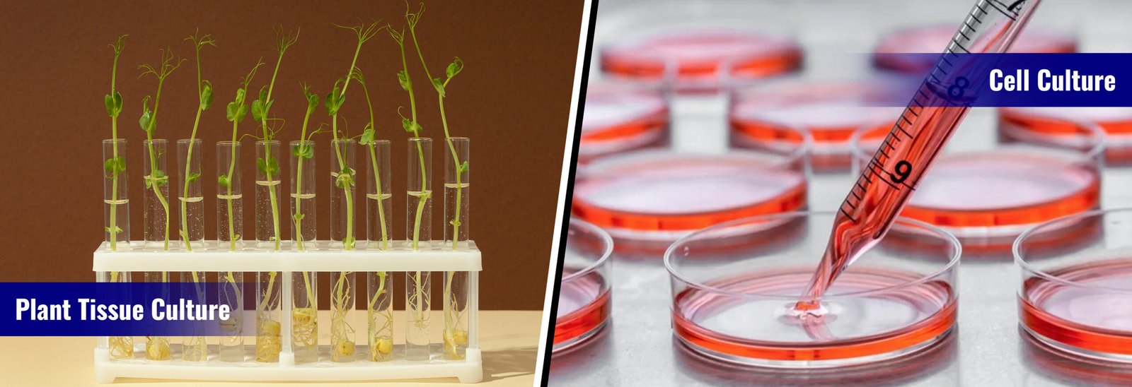 tissue culture