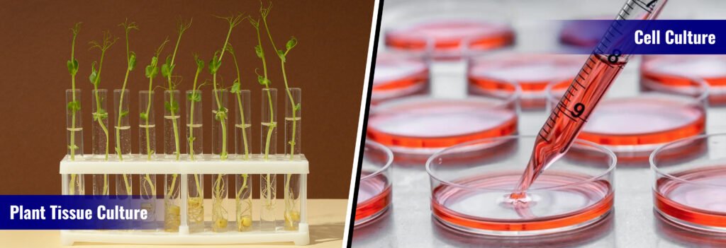 Tissue Cultures