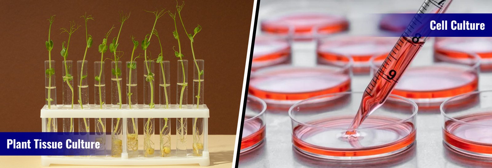 Tissue Cultures