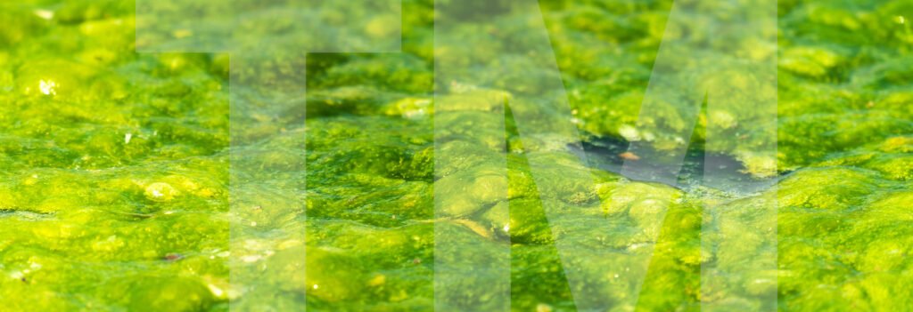 economic importance of algae